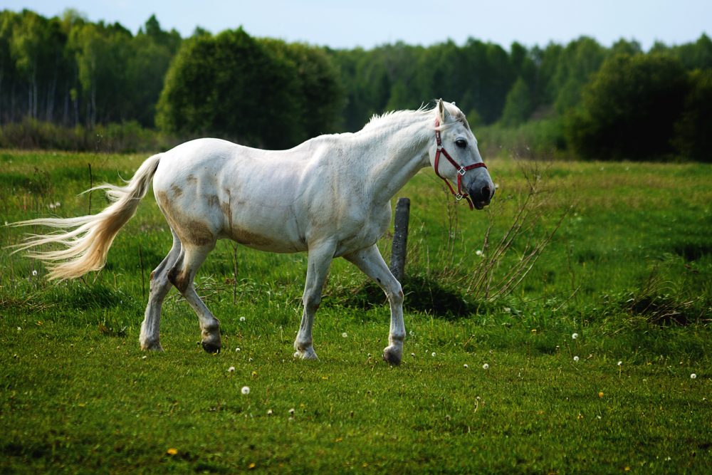 white horse on a green grass