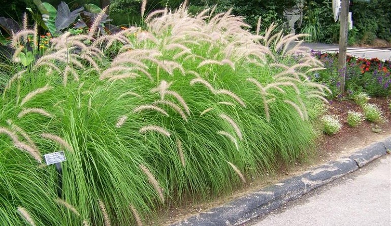 Grass Plant
