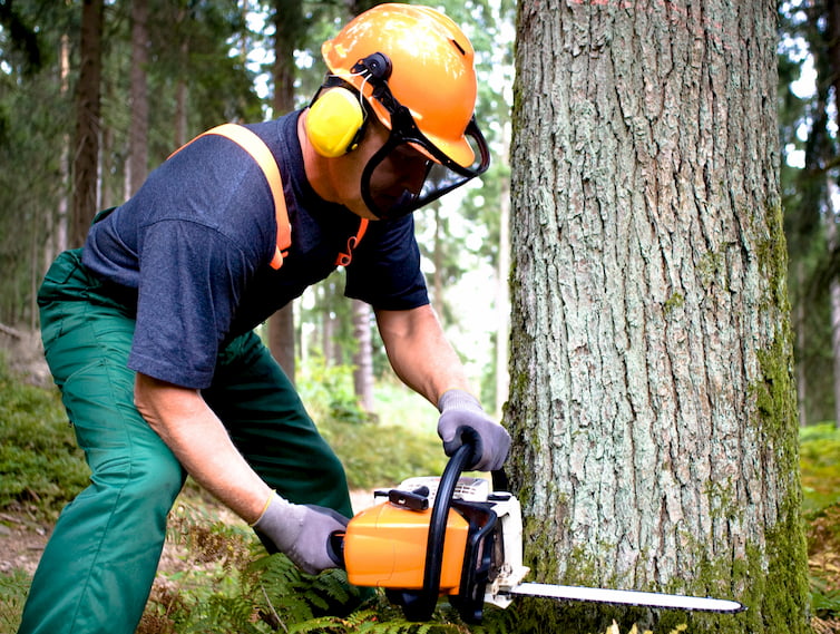 man cutting down large tree with chainsaw wearing safety gear