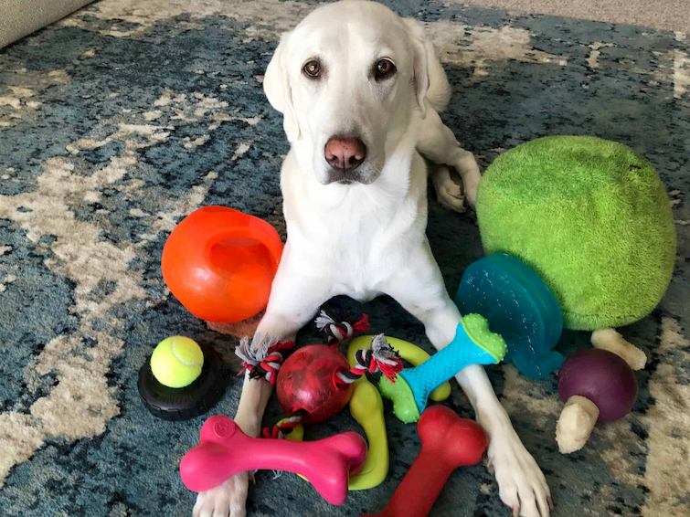 dog and its toys