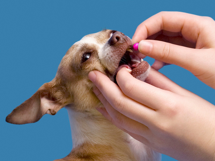 giving pill to a dog