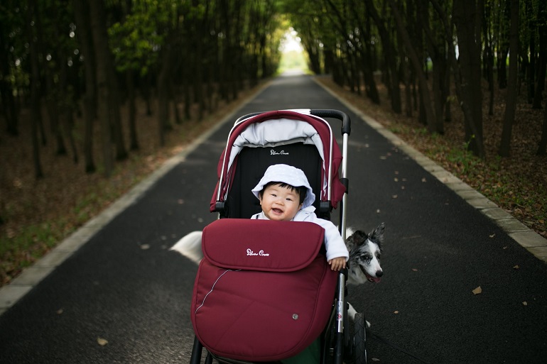 picture of a baby in a stroller in a park beside a dog