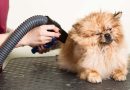 Dog Grooming Dryer: What to Consider When Choosing One
