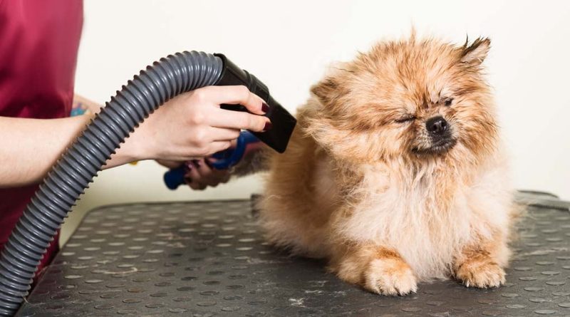 Dog Grooming Dryer: What to Consider When Choosing One